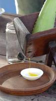 Aloe Vera auf Aruba