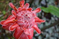 Balata Garten (10)
