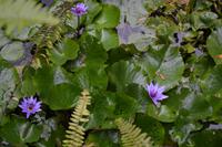 Balata Garten (11)