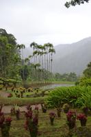 Balata Garten (15)