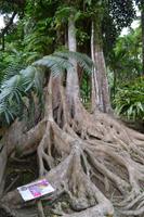 Balata Garten (4)