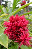 Balata Garten (9)