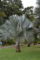 Balata Garten