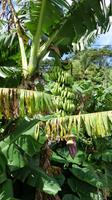 Bananen Grenada