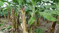 Bananenplantage Martinique