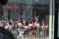 Bonaire (6)