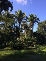 Botanischer Garten Cienfuegos