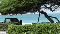 Divi Divi Bäume, Aruba
