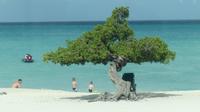 Divi Divi am Strand von Aruba