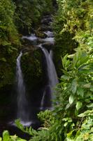 Hibiscus Wasserfall Dominica (3)