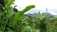 Insel Grenada
