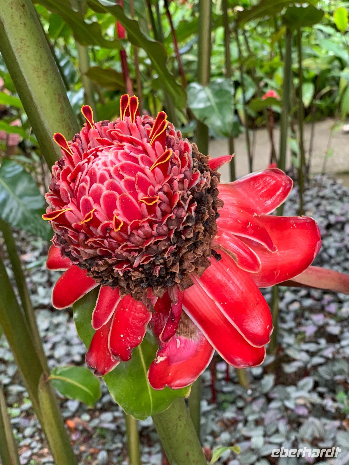 Jardin de Balata