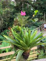 Jardin de Balata