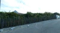 Kakteenzaun Bonaire