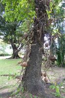Kanonenkugelbaum