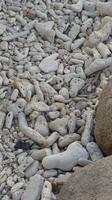 Korallensteine auf Bonaire (2)