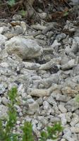 Korallensteine auf Bonaire