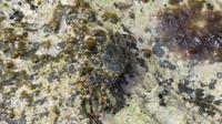Krabbe im Hafenbecken von Bonaire