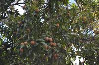 Lauras Spice Garden - Grenada (8)