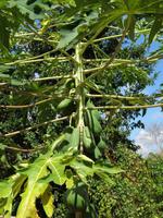 Leckere Papayas!