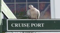 Möwe Cruise Port Grenada