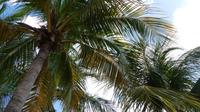 Palmen Curacao