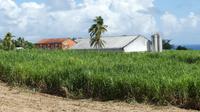 Rumfabrik Guadeloupe