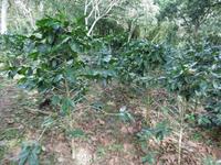 Topes de Collantes