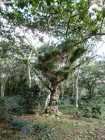 Topes de Collantes