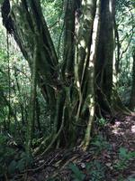 Topes de Collantes