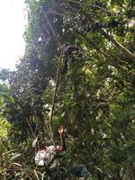 Topes de Collantes