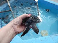 Turtlefarm