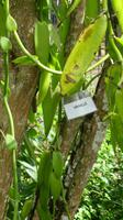 Vanillepflanze Guadeloupe