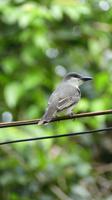 Vogel Barbados