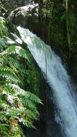 Wasserfall Guadeloüpe