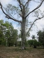 im Bontanischen Garten in Cienfuegos