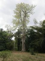im Bontanischen Garten in Cienfuegos