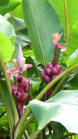rote Bananen Guadeloupe