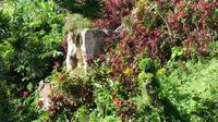 trop. Vegetation Guadeloupe