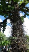 tropischer Baum St.Vincent