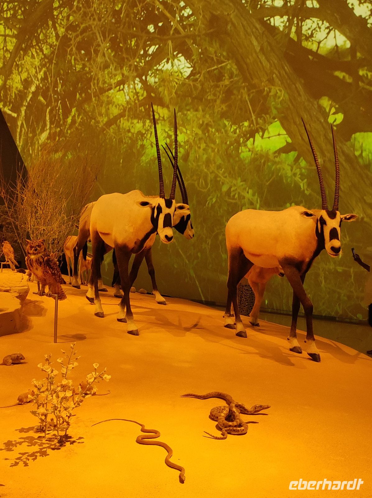 Das Nationalmuseum von Doha, Katar