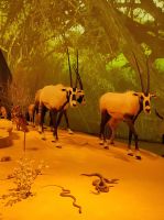 Das Nationalmuseum von Doha, Katar