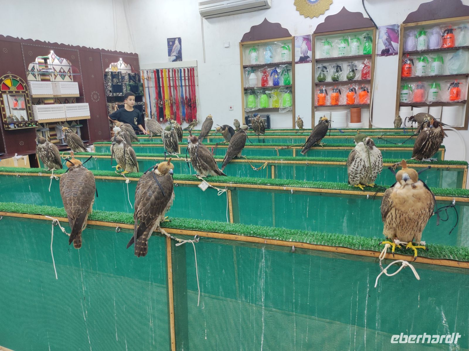 Falken-Souq in Doha, Katar