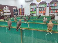 Falken-Souq in Doha, Katar