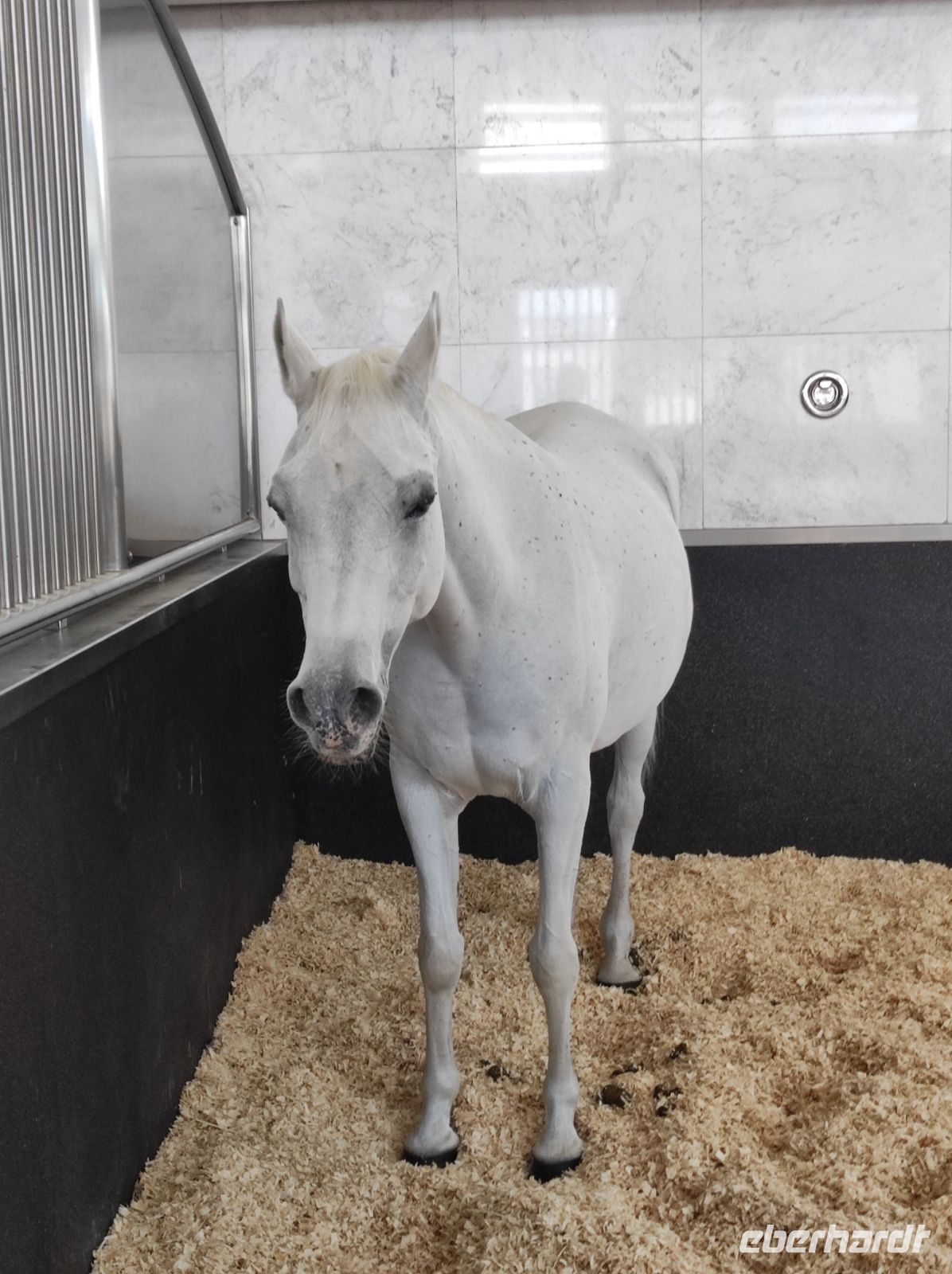 unbezahlbare Araber-Pferde