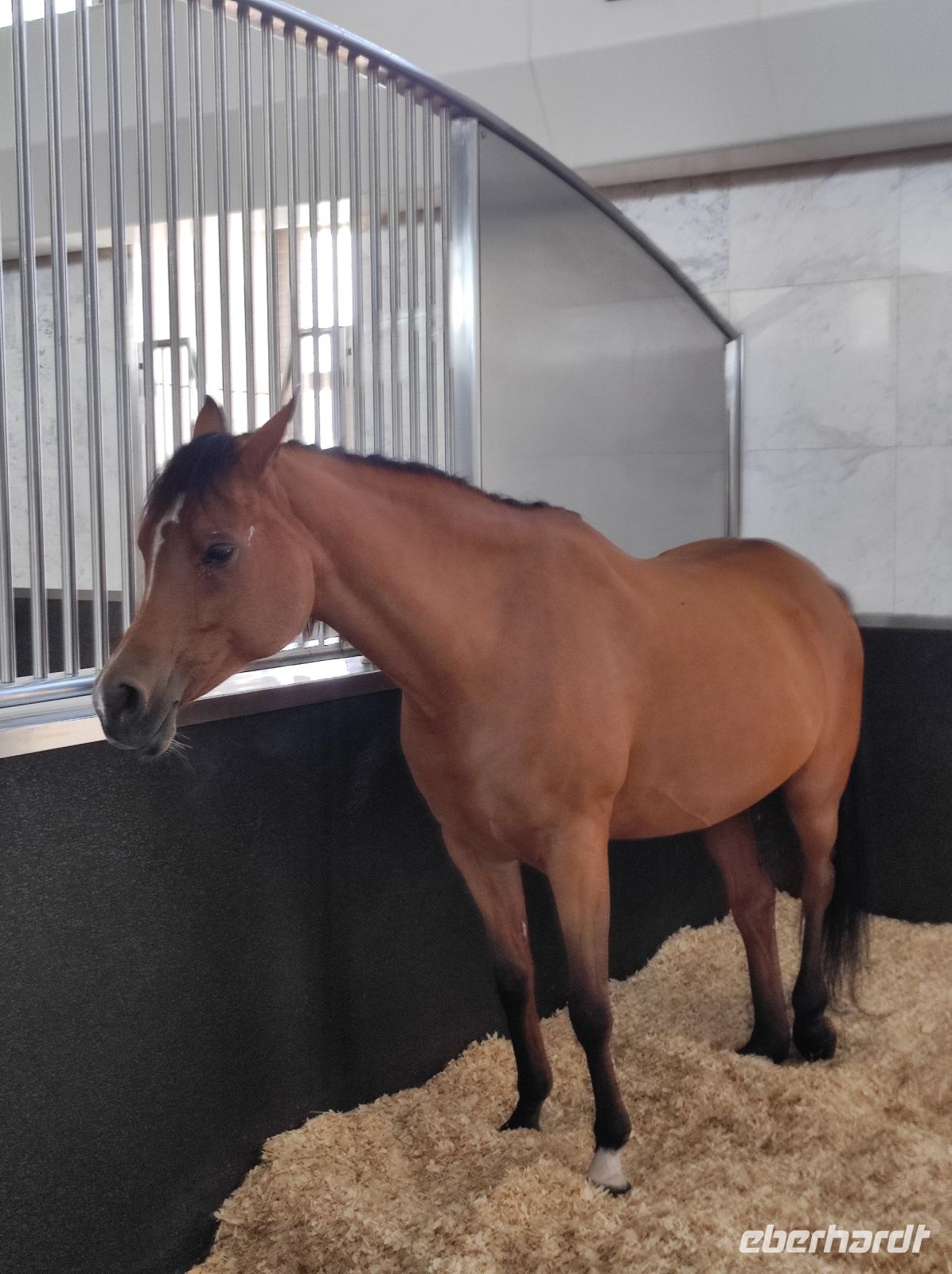 unbezahlbare Araber-Pferde