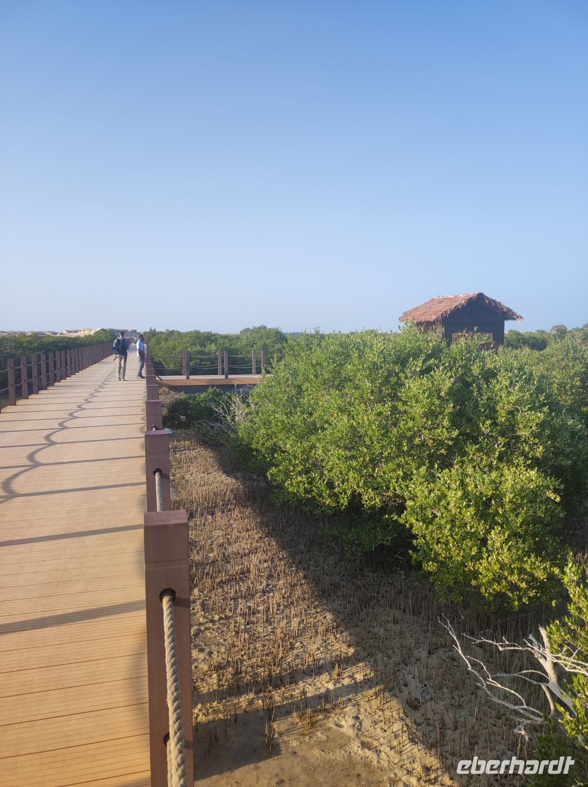 Mangroven Wälder in Katar