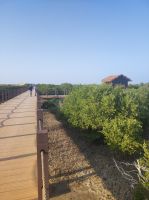 Mangroven Wälder in Katar