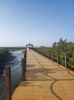 Mangroven Wälder in Katar