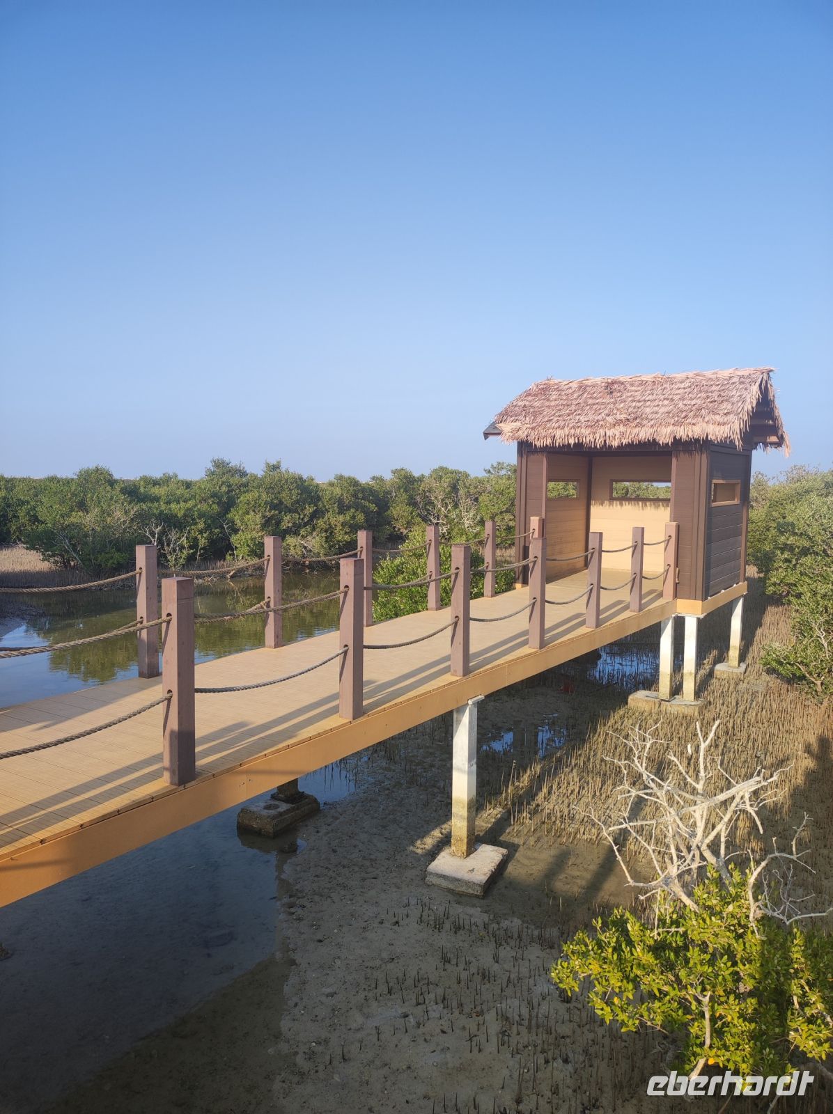 Mangroven Wälder in Katar